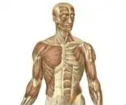 Human muscles, The Cage