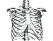 Human rib cage