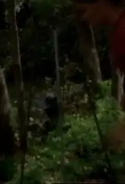 Insect trap on tripod