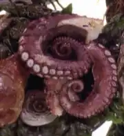 Klingon octopus