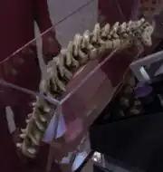Klingon spinal cord