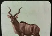 Kudu