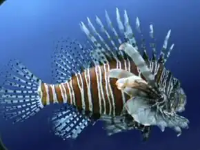 A lionfish
