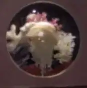 Livingston as a jellyfish