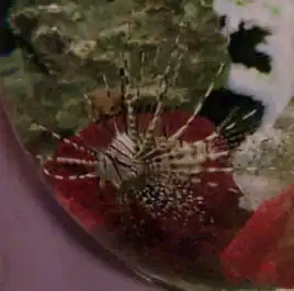 Livingston the lionfish, 2364