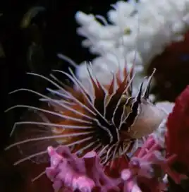 Livingston the lionfish, 2367