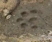 Mountain lion track