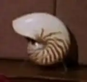 Nautilus shell