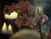 Orchidaceae Dahj oncidium