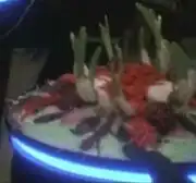 Palamarian sea urchin