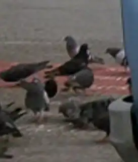 Pigeons