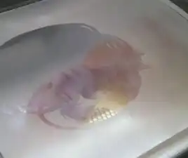 Katherine Pulaski (clone)