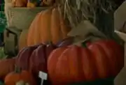 Pumpkins
