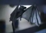 Pyrithian bat