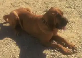 A bloodhound in the Q continuum