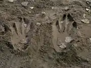 Rabbitprints