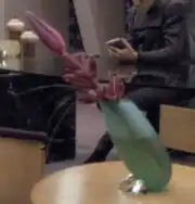 Romulan flower, office