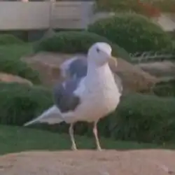 Odo, turned into a seagull