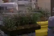 Sickbay plants in cages, 2152