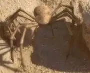 Subspace sinkhole spider