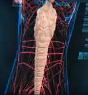 Tal Symbiont MedScan 3189
