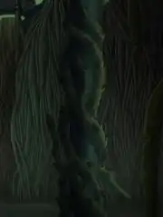 Tamarian defrin root