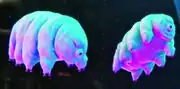 Tardigrade