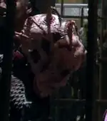 Tarquins species slave