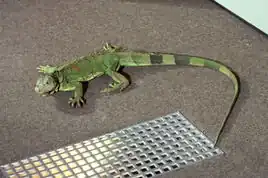 Tina, transformed into an iguana by Charlie