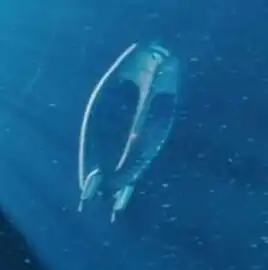 USS Tikhov, ventral view