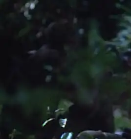 ... as a Vori commando