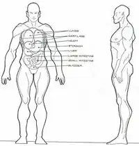 Vulcan anatomy
