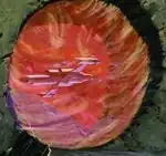 Vulcan starship, 2237