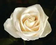 White rose