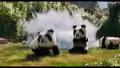 Pandas being splashed.