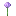 Allium