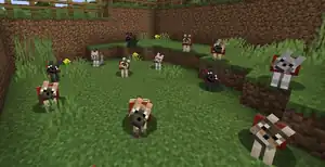 A group of begging tamed wolves