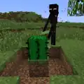 In older versions, endermen could place cacti on any block.