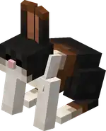 Harelequin Rabbit.png: Infobox image for Harelequin Rabbit the entity in Minecraft