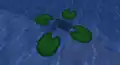 Four lily pads on flowing water.