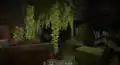 Glow vines in a lush cave.