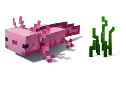 Axolotl