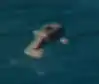A dolphin as seen in A Minecraft Movie.