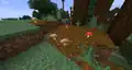 Mushrooms growing on podzol.