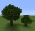 Oak trees