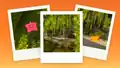 Three polaroid pictures on an orange background showing a lush cave with glow berries, an axolotl, and a pink spore blossom