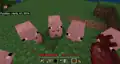 Pigs following the player