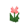 Pink tulip