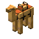 A saddled camel sitting.