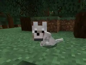 A tamed baby wolf sitting